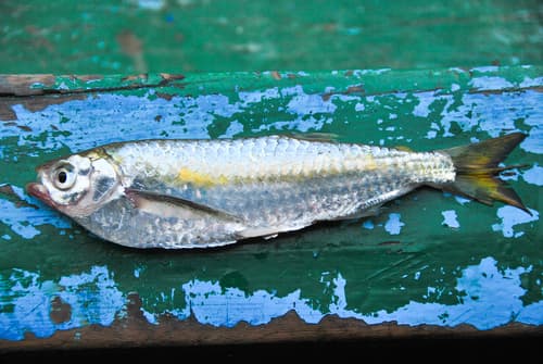 Silver Triportheus