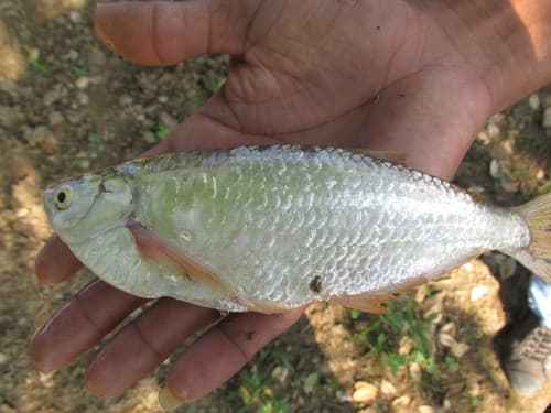 Magdalena Triportheus