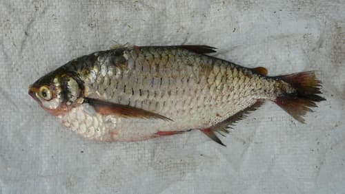 Triportheus nematurus