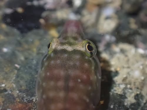 Trnski's Clingfish