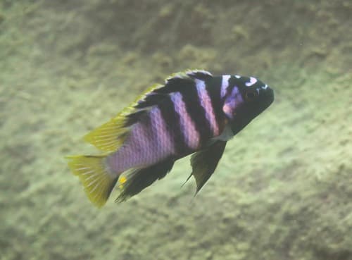 Tropheops microstoma