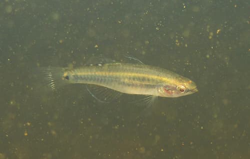 Tropical Carp Gudgeon