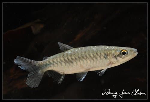 True Big-scale Tetra