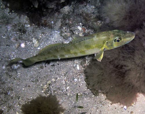 Trumpeter Whiting