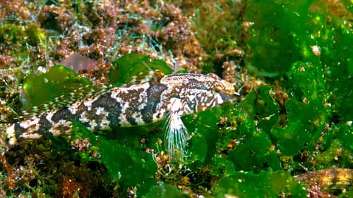 Tubenose Goby