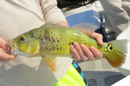 Tucanare Peacock Bass