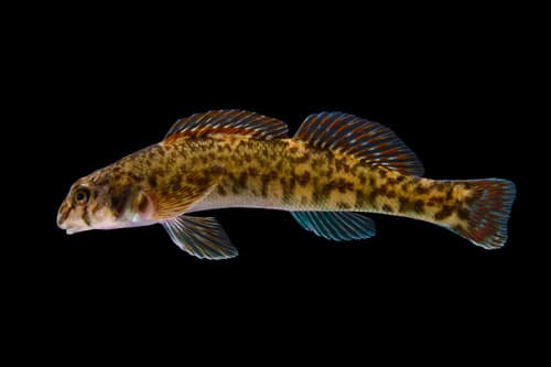 Tuckasegee Darter