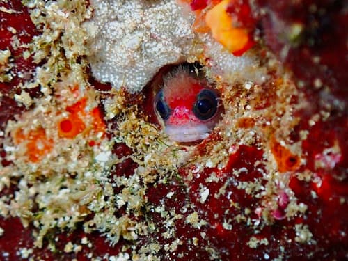 Tufted Blenny
