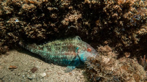 Tuiupiranga Parrotfish