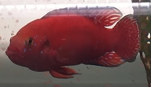 Turkana Jewel Cichlid