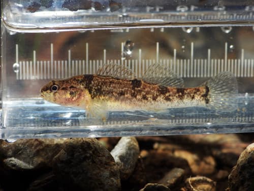 Tuscumbia Darter