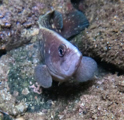 Twice-spotted Soapfish