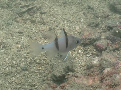 Twinbar Cardinalfish
