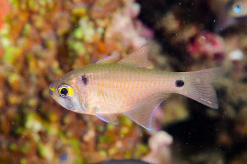 Twinspot Cardinalfish