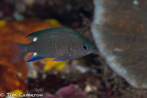 Twinspot Chromis