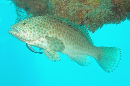 Twinspot Grouper
