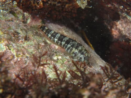 Twinspot Rockskipper