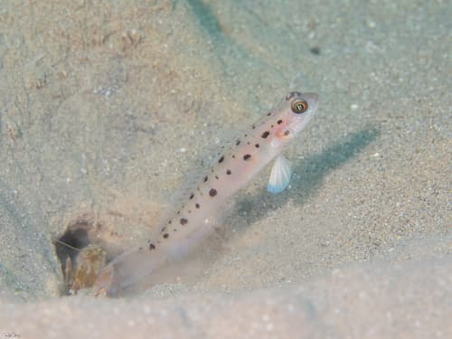 Twinspot Shrimpgoby