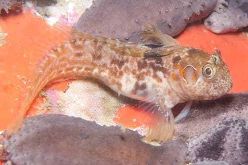 Two-eyed Blenny