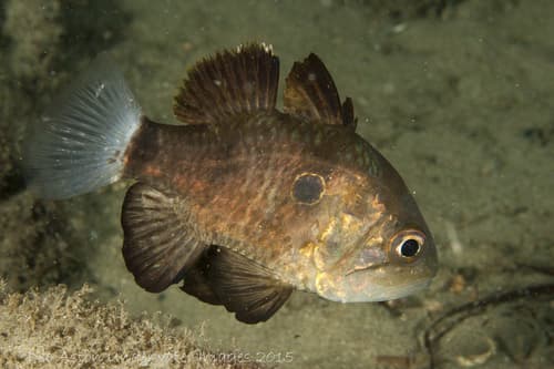 Two-eyed Cardinalfish