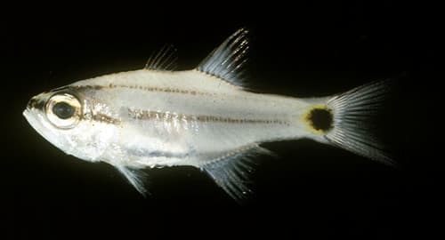 Two-lined Cardinalfish