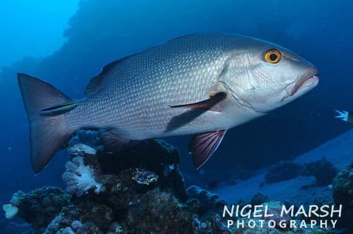Two-spot Red Snapper