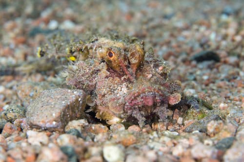 Two-stick Stingfish