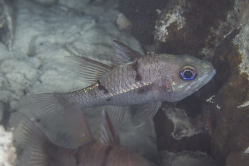 Twobar Cardinalfish