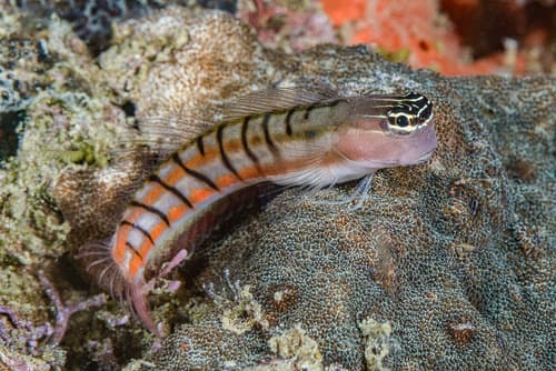 Twocoat Coralblenny