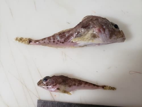 Twohorn Sculpin