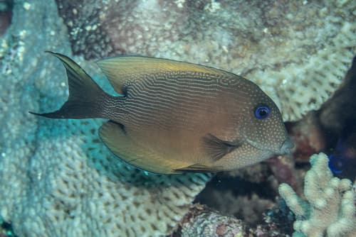 Twospot Bristletooth