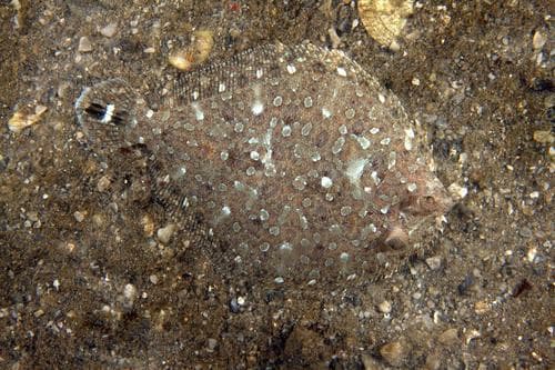 Twospot Flounder