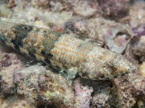Twospot Lizardfish
