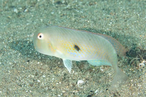 Twospot Razorfish