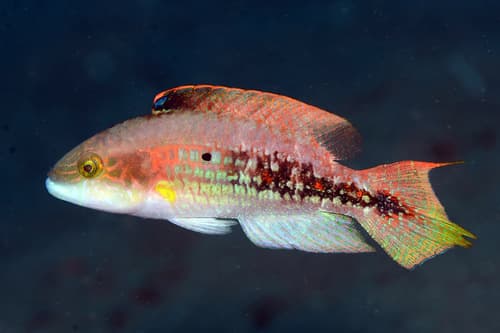Twospot Wrasse