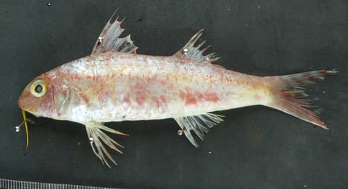 Twotone Goatfish