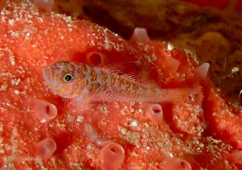 Ukkrit's Pygmygoby