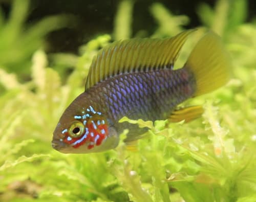 Umbrella Cichlid