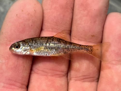 Umpqua Chub