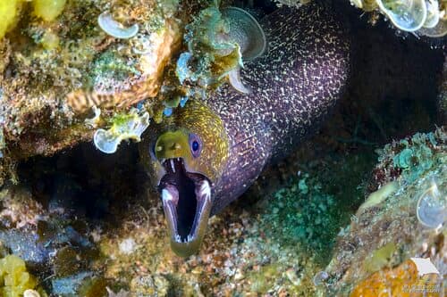Undulated Moray
