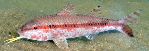 Heterospinus Goatfish