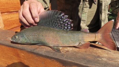 Upper Yenisei Grayling