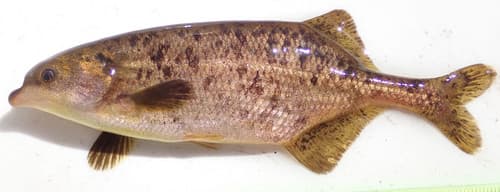 Upper Zambezi Bulldog