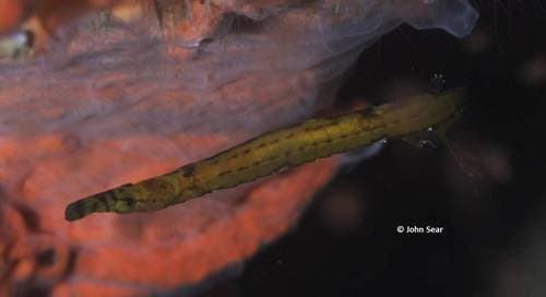 Upside-down Pipefish