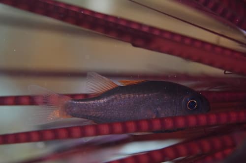 Urchin Cardinalfish