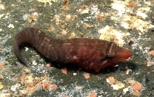Urchin Clingfish