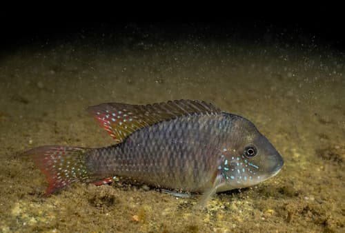 Uruguayan Eartheater