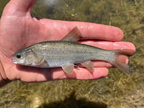 Utah Chub