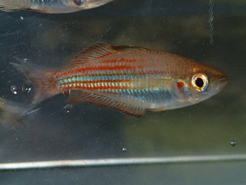 Utchee Rainbowfish