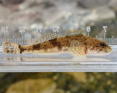 Utsusemi Sculpin